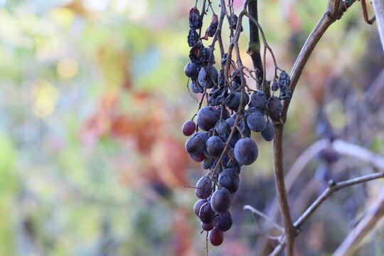 Uvas secando na arvrre