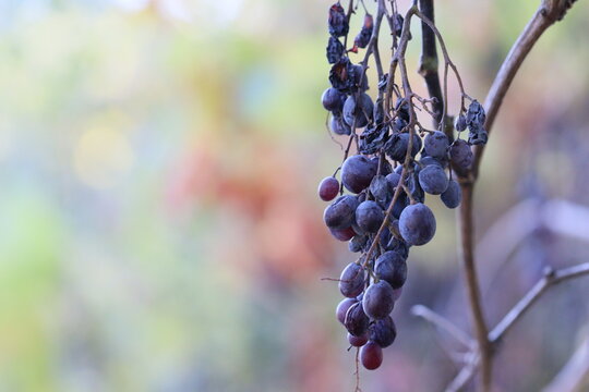 Uvas secando na arvrre