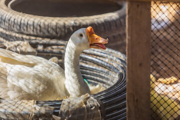 White domestic goose inside a pen with tires and fencing in a farm setting © narongcp