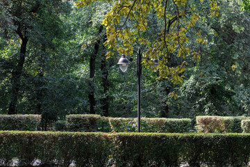 A classic double-lantern street light stands behind neatly trimmed boxwood hedges surrounded by dense green trees in a sunny public park © Farkhad