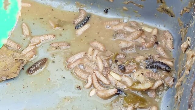 Maggots are the larvae of the black soldier fly (*Hermatia illucens*) and are effective at decomposing organic waste. They can be cultivated due to their economic value as animal feed.