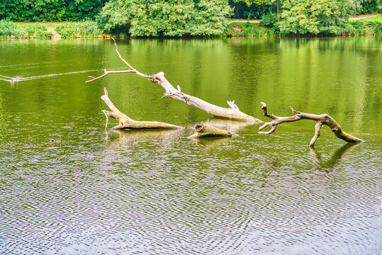 a tree toppled by beavers, protruding from the Cybina River