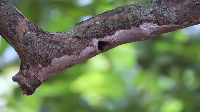 Coppersmith Barbet (Psilopogon haemacephalus) Returning to Nest Hole in Tree Branch