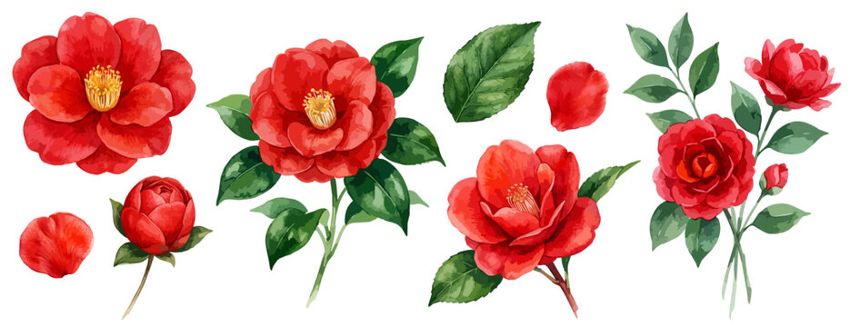 赤い椿の花の手描きイラストセット,椿・ツバキ・つばき・サザンカ・花・蕾・葉・花びら・枝・ブーケ・和風・お正月・迎春・新春・年賀状・冬・水彩風・デザインパーツ,販促素材,ベクター,透過PNG