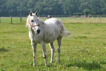 Pferdeweide in der Veluwe © JS