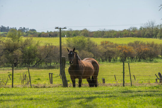 caballo marron en campo