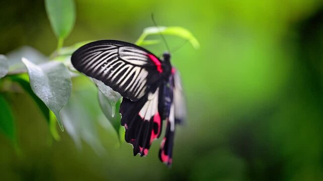 Side View of Black and White Butterfly with Red Wing Markings