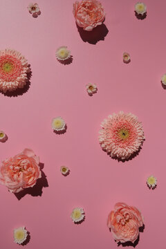 Rose and gerbera flowers on pink bright background on harsh sunlight pattern