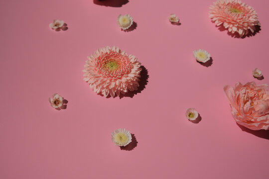 Rose and gerbera flowers on pink bright background on harsh sunlight pattern