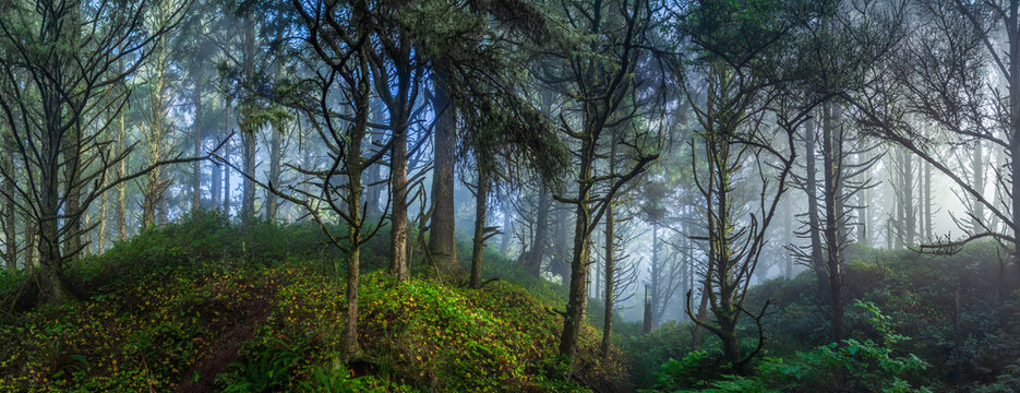 Beautiful wide panoramic view of a mysterious misty green forest with sun rays through trees