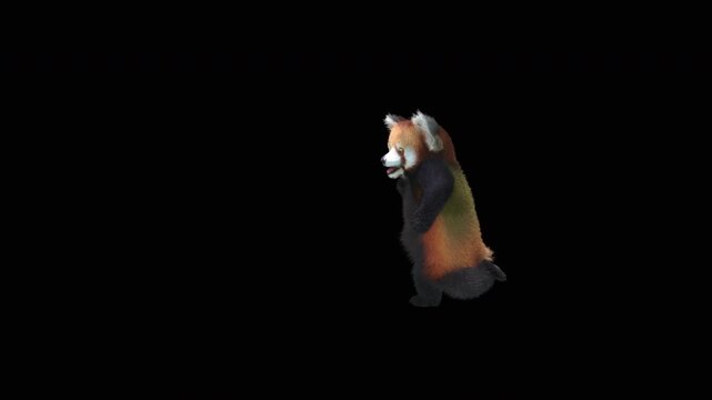 Cute 3D animated red panda dancing rumba with alpha channel. Cartoon animal character isolated for compositing, motion graphics, video editing, and digital content creation.