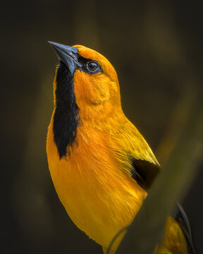 A stunning close-up portrait of an adult Yellow Oriole (Icterus nigrogularis) looking upward. The tropical bird features vibrant golden-yellow plumage contrasting with a distinct jet-black throat bib,