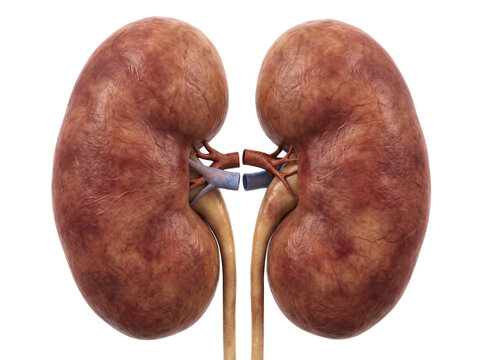 Isolated Human Kidney Anatomical Structure and Renal Organ Anatomy