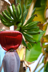 bees and a bunch of bananas on tree © P Wood