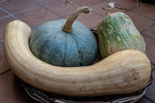 Still life of edible pumpkins