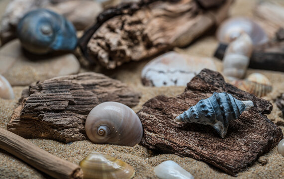 Still life of shells and artifacts shaped and returned by the sea 2