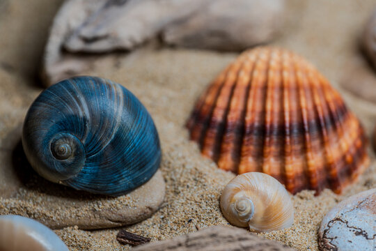 Still life of shells and artifacts shaped and returned by the sea 2