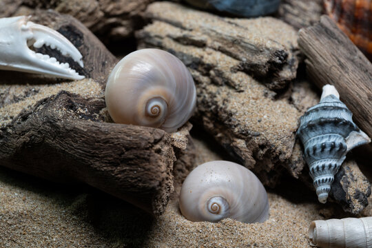 Still life of shells and artifacts shaped and returned by the sea 3