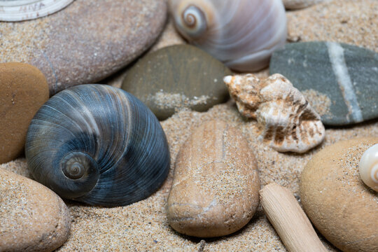 Still life of shells and artifacts shaped and returned by the sea 3