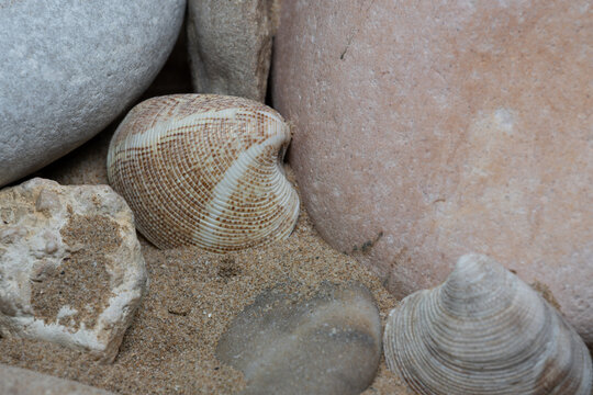 Still life of shells and artifacts shaped and returned by the sea 3