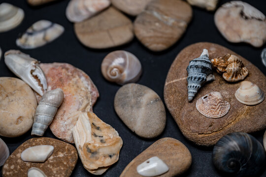 Still life of shells and artifacts shaped and returned by the sea