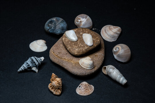 Still life of shells and artifacts shaped and returned by the sea