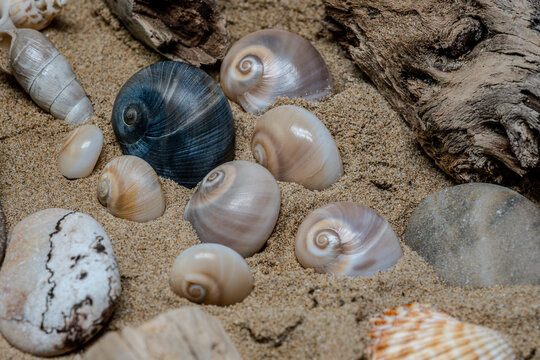 Still life of shells and artifacts shaped and returned by the sea