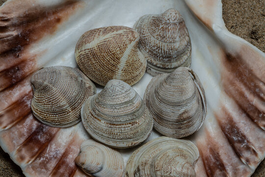 Still life of shells and artifacts shaped and returned by the sea