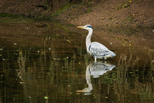 Grey Heron reflected in the River Coquet, on a pleasant easy riverside walk along the River Coquet at Warkworth in Northumberland with lots of interest and wildlife to be seen
