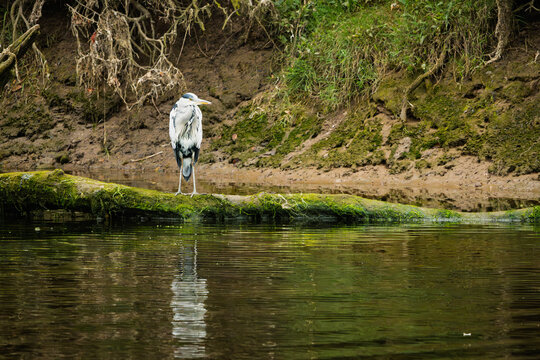 Grey Heron perched on fallen tree in the River Coquet, on a pleasant easy riverside walk along the River Coquet at Warkworth in Northumberland with lots of interest and wildlife to be seen