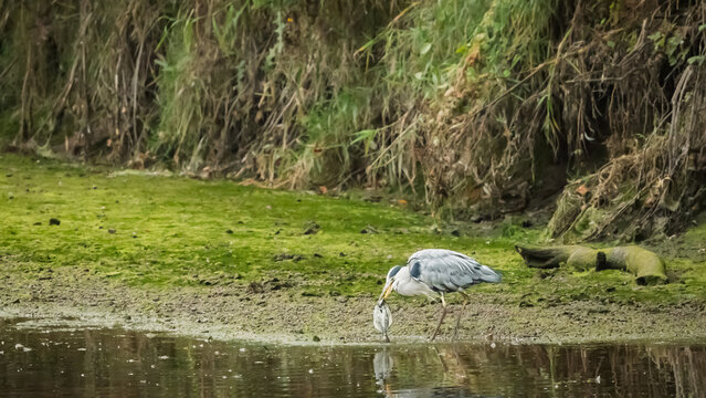 Grey Heron catches a flatfish in the River Coquet, on a pleasant easy riverside walk along the River Coquet at Warkworth in Northumberland with lots of interest and wildlife to be seen