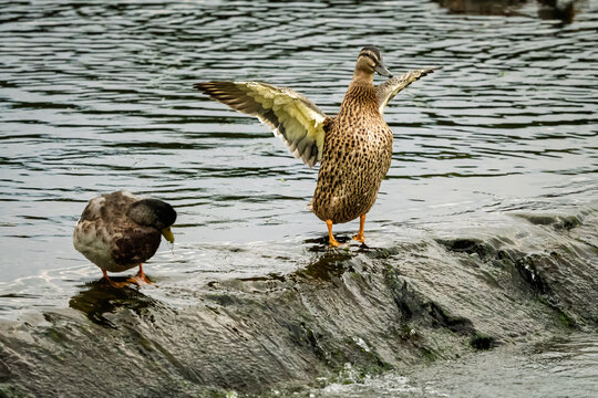 Female Mallard Duck stands tall in the River Coquet, on a pleasant easy riverside walk along the River Coquet at Warkworth in Northumberland with lots of interest and wildlife to be seen
