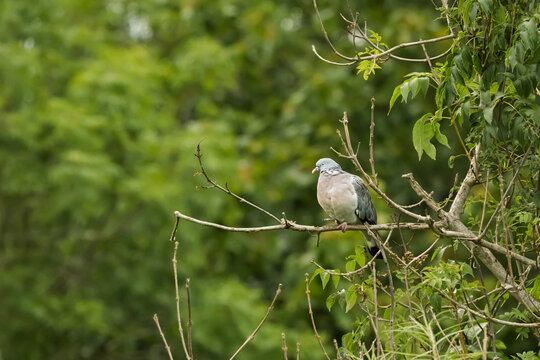 Perched Woodpigeon on River Coquet walk, a pleasant easy riverside walk along the River Coquet at Warkworth in Northumberland with lots of interest and wildlife to be seen