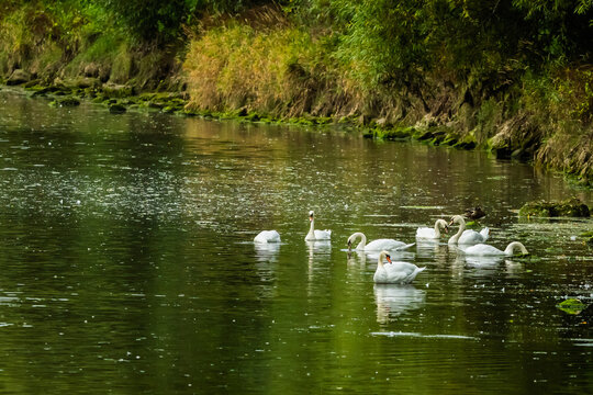 Bevy of Swans on the River Coquet walk, a pleasant easy riverside walk along the River Coquet at Warkworth in Northumberland with lots of interest and wildlife to be seen