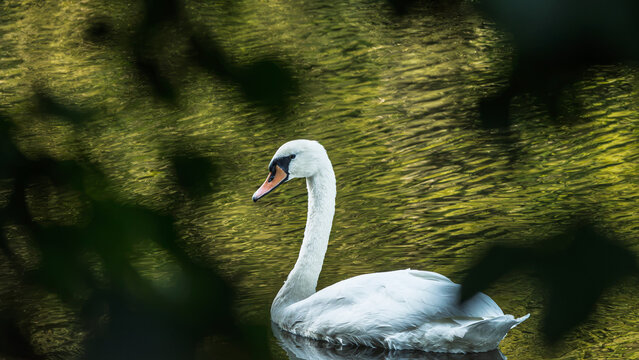 Swan viewed through trees on the River Coquet, on a pleasant easy riverside walk along the River Coquet at Warkworth in Northumberland with lots of interest and wildlife to be seen