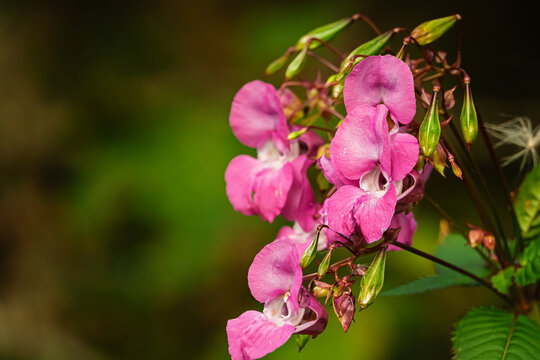 Himalayan Balsam on the Riverside Walk.  A pleasant easy riverside walk along the River Coquet at Warkworth in Northumberland with lots of interest and wildlife to be seen