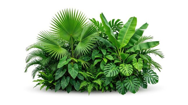Lush green tropical plants and dense jungle bush cutout, isolated on a white background, featuring various palm leaves and rainforest foliage, growth, isolated, cluster