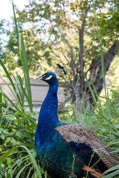 Blue Peacock Standing Among Green Plants
