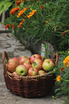 Rustic apples in a basket on the garden path. Harvesting, gardening, growing fruit. Healthy vegan food.