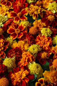 Close-up bouquet of different marigold varieties viewed from above, featuring dense orange, red, yellow and golden blossoms with diverse petal shapes and flower forms. 