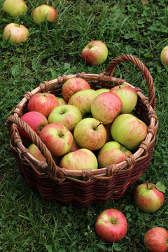 Country apples in a basket on the grass, top view. Harvesting, gardening, fruit cultivation.