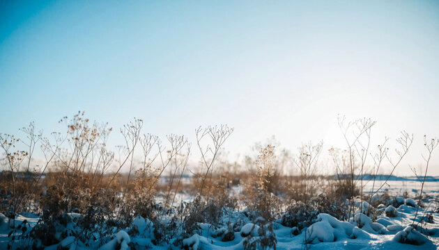 Frosty winter landscape with frozen plants under a clear blue sky