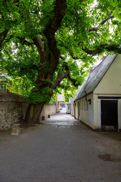An old horse chestnut (Aesculus hippocastanum) tree growing over Lamb and Flag Passage in Oxford, England