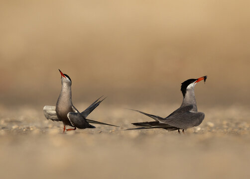 Courtship dance of White-cheeked Terns at Tubli, Bahrain