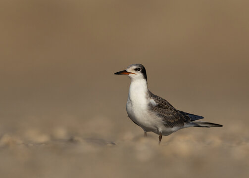 Portrait of a juvenile White-cheeked Tern at Tubli bay, Bahrain