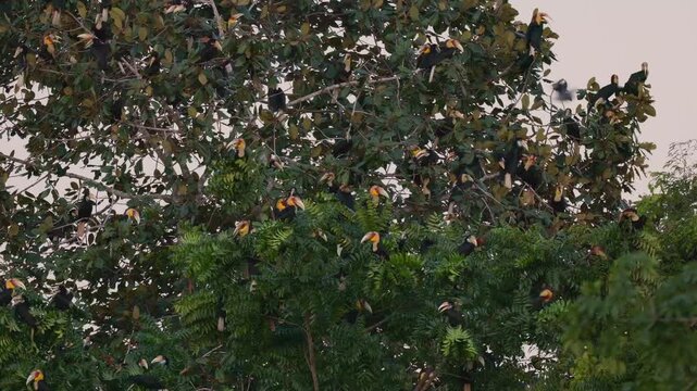 A large flock of Plain-pouched hornbills (Rhyticeros subruficollis) roosting and perching on a big tree canopy