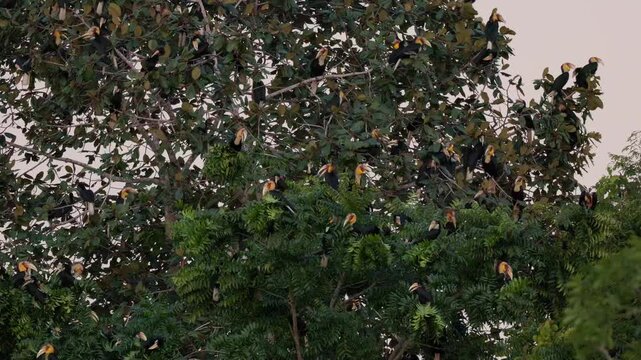 A large flock of Plain-pouched hornbills (Rhyticeros subruficollis) roosting and perching on a big tree canopy