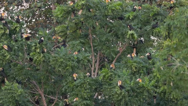 A large flock of Plain-pouched hornbills (Rhyticeros subruficollis) roosting and perching on a big tree canopy
