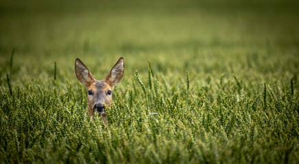 Roe deer head peeking through green wheat field close up © Simas