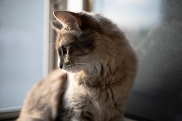Curious domestic cat sitting on windowsill and looking out the window © Диана 